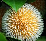 Dost T Fuler Chobi_3_ (13)