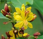 Chapa-1- (11)