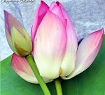 Padma_2_ (11) - Copy