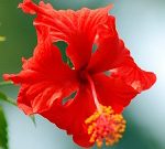 Joba_ (37)