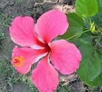 Joba_1_ (12)