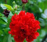 Joba_1_ (12)